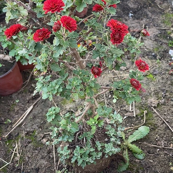 如***是完全开放45菊花菊花家