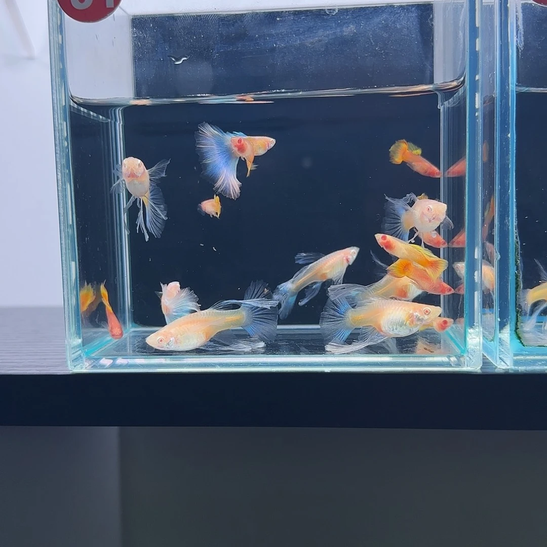 孔雀鱼黄金公7条，蓝白2条，绣球母6条