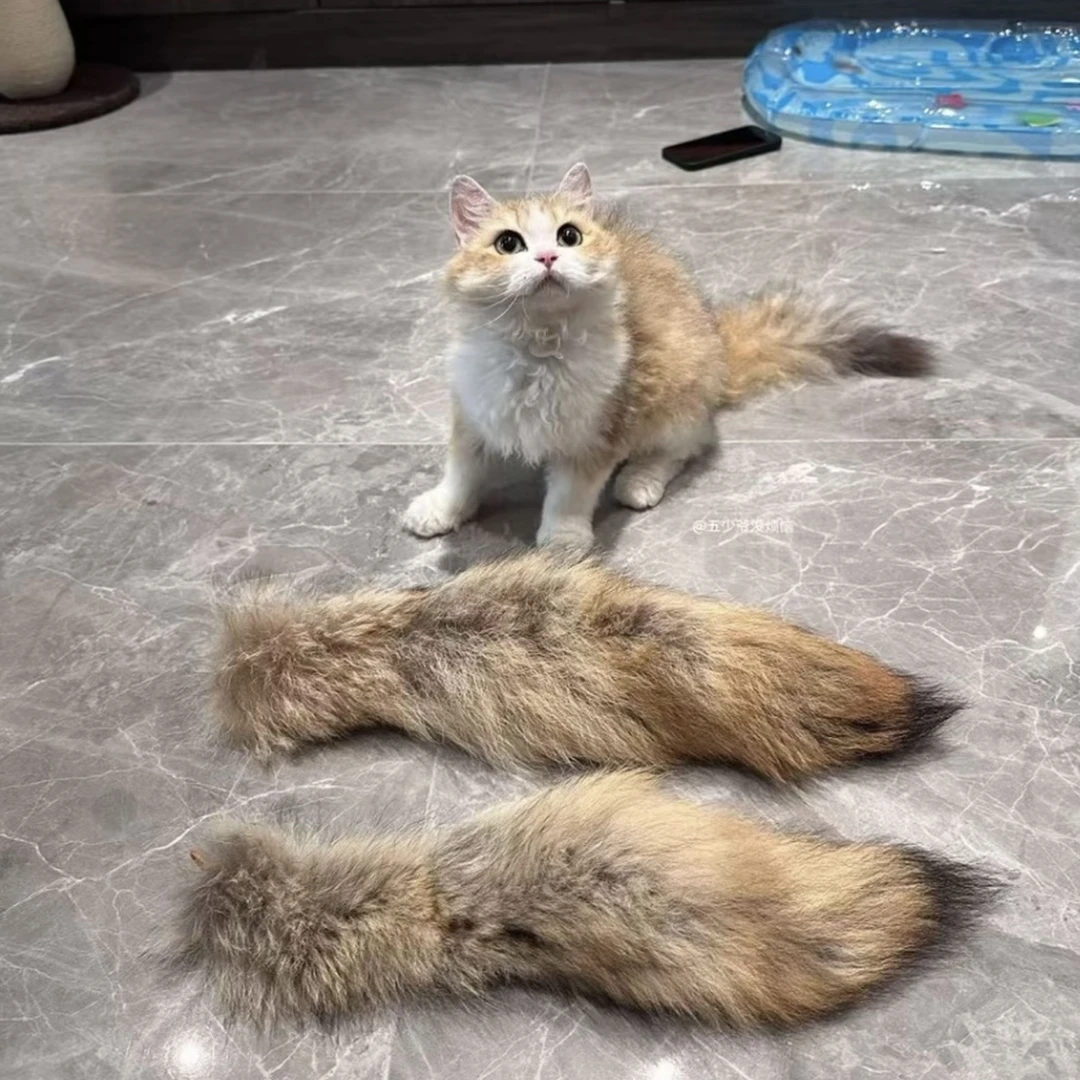 猫咪玩具逗猫棒郊狼尾巴替换头猫咪闻嗅玩具自嗨解闷宠物用品