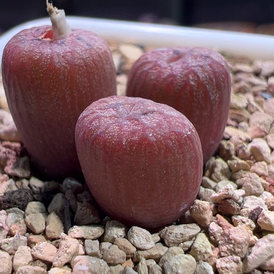 0317，蜜枣，肉锥植物