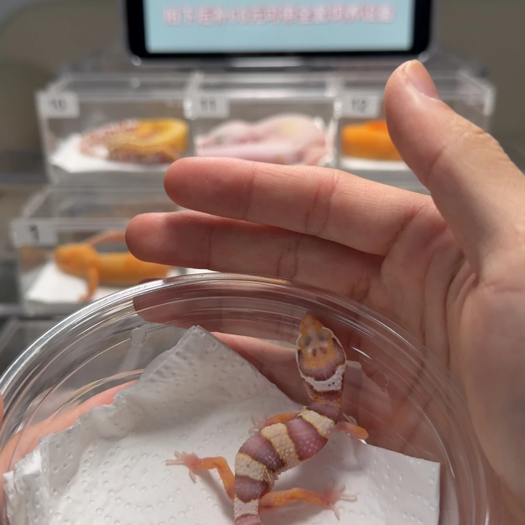 豹纹守宫雪花贝尔母温