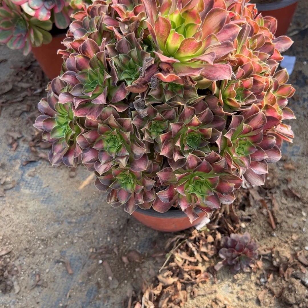 888韶华多肉植物法师多肉