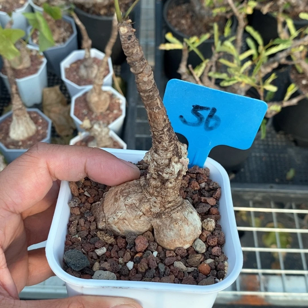 龟甲火桐多肉植物