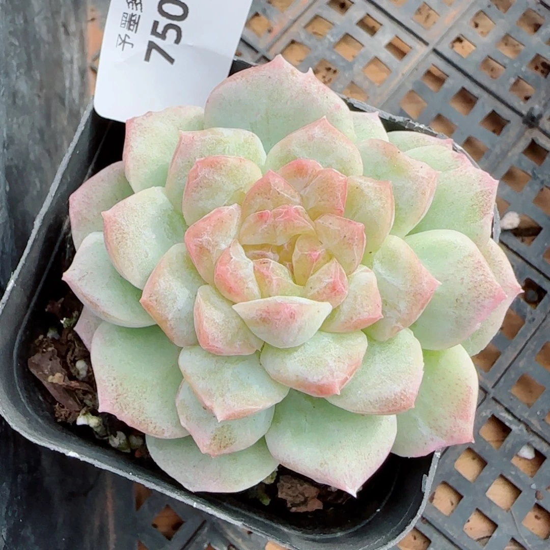 梦幻泡影石化，7509多肉植物