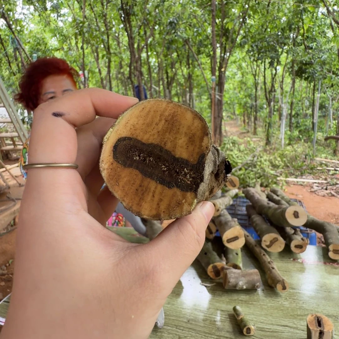 线香奇楠沉香原木