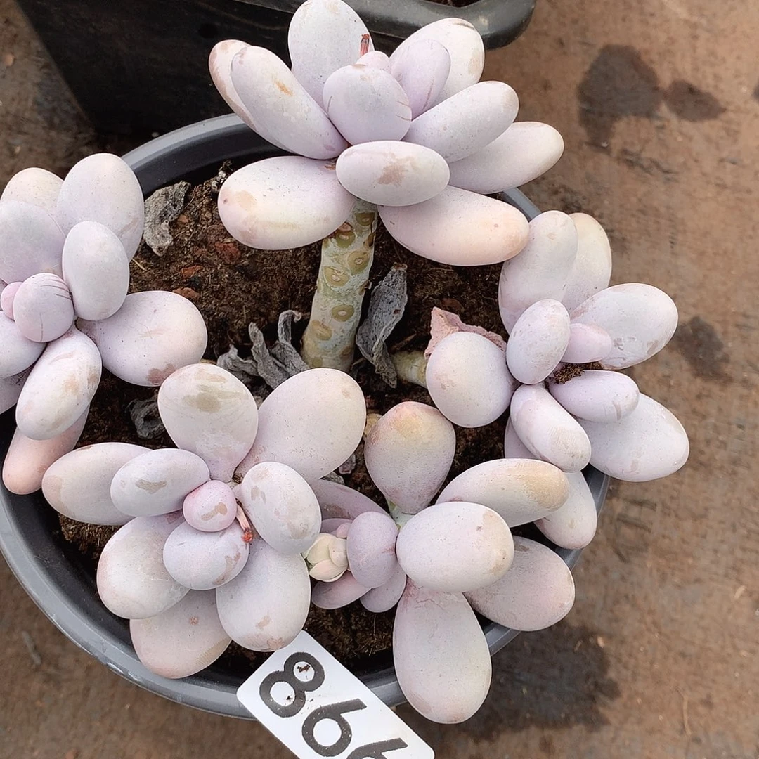 866奶酪一物一拍多肉