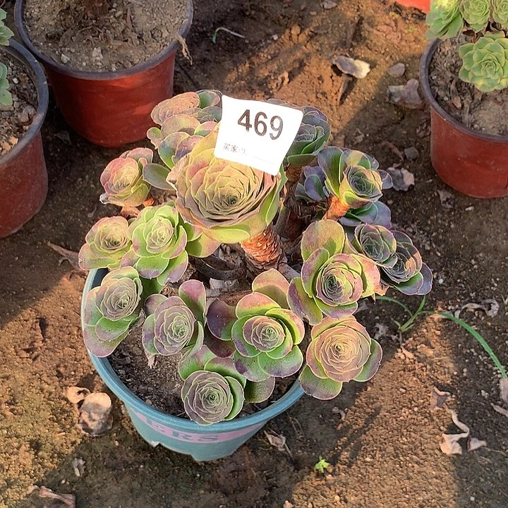 多肉植物魅金玫瑰469