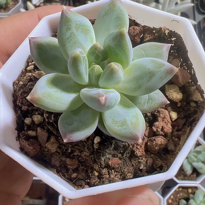 幻影美人精品多肉植物