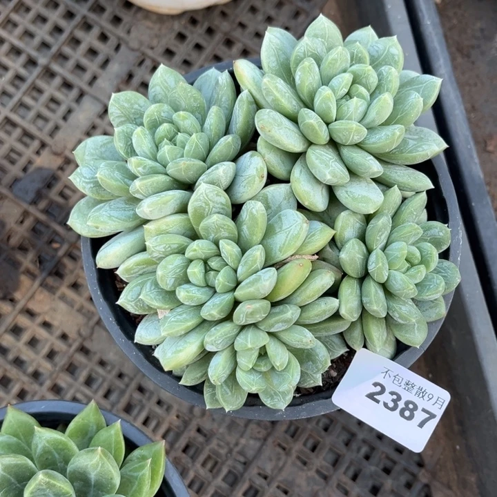 阿雅园艺。         2387百达翡翠