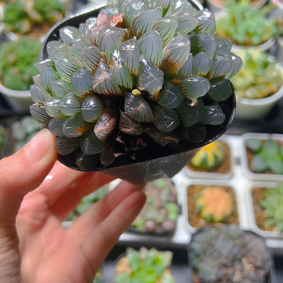 5270玉露多肉植物一颗