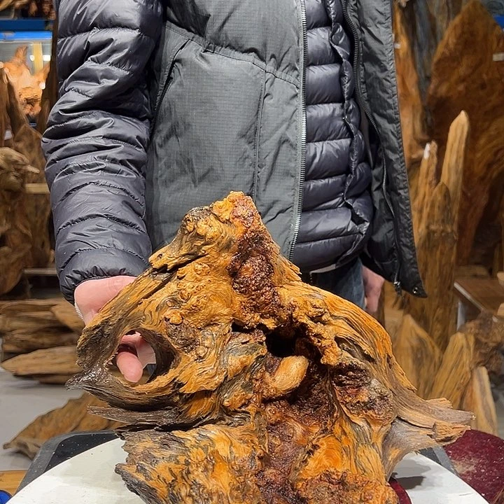 松木（琥珀木）智*