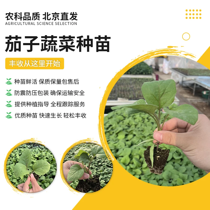 【农科院推荐】茄子苗蔬菜苗春季蔬菜苗蔬菜种苗