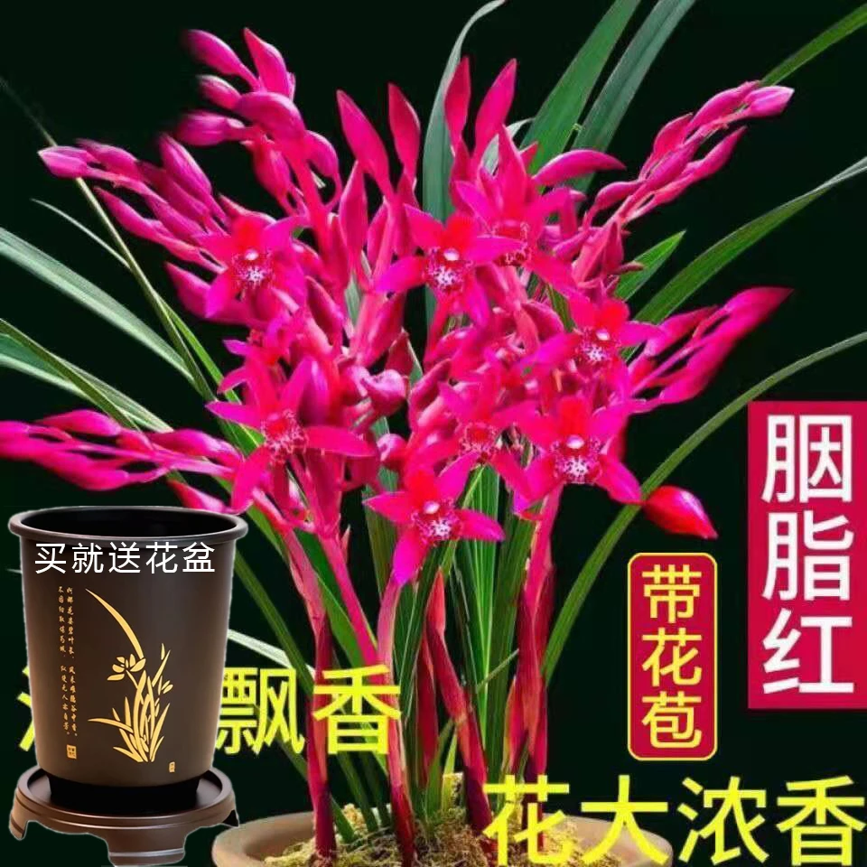买就送花盆 带2-4花剑胭脂红 兰花浓香型大花蕙兰花卉盆栽