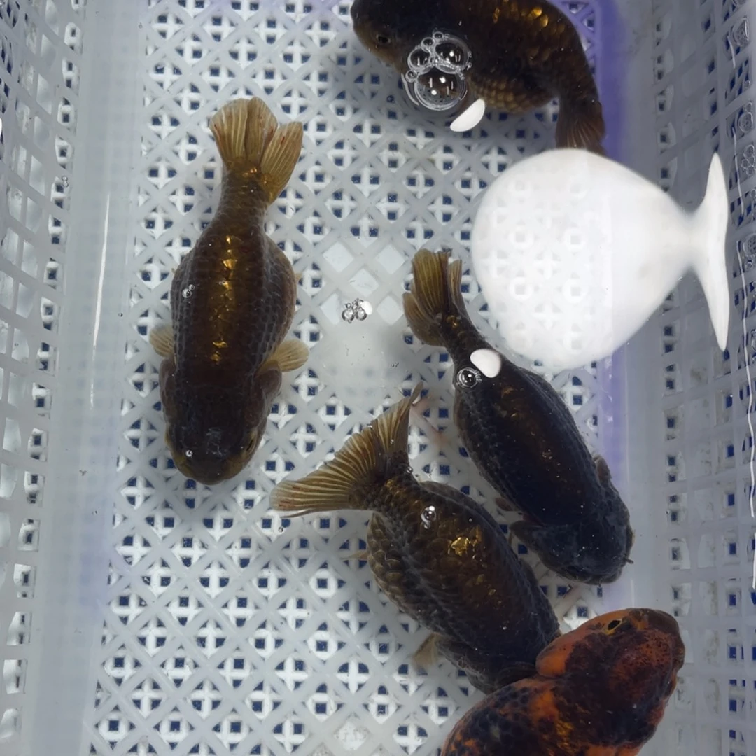 海水鱼花泰狮金鱼39