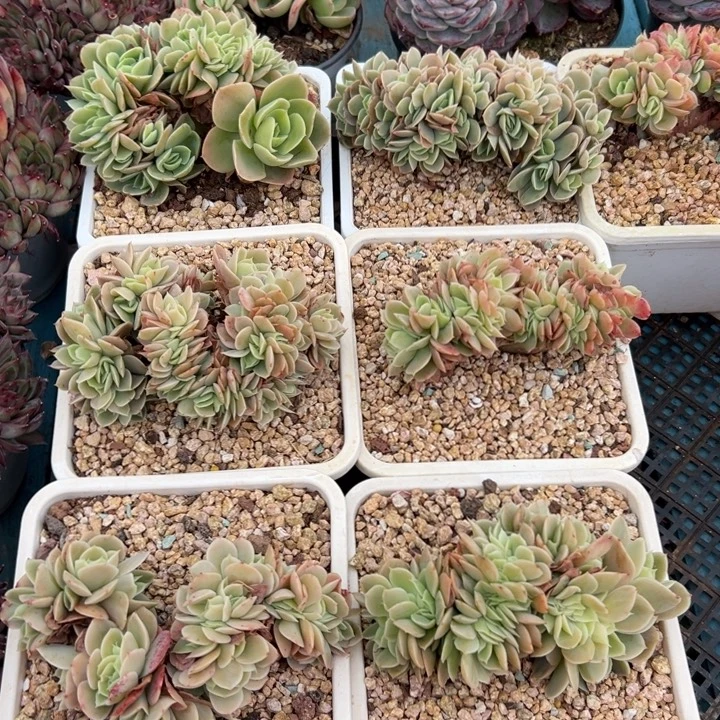 精品多肉植物老桩随机发一棵星娜塔缀