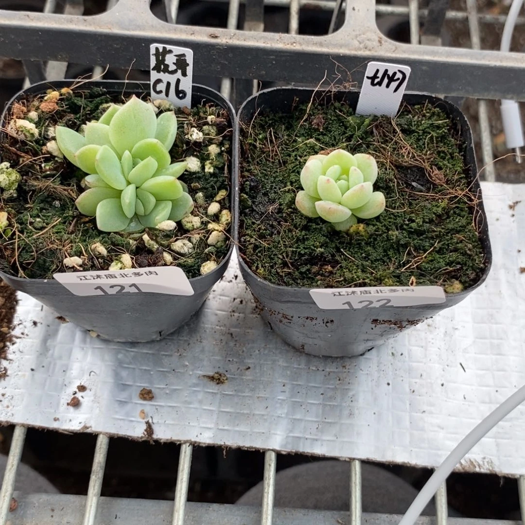 素*?标签121蜜语财富+122甜心147多肉