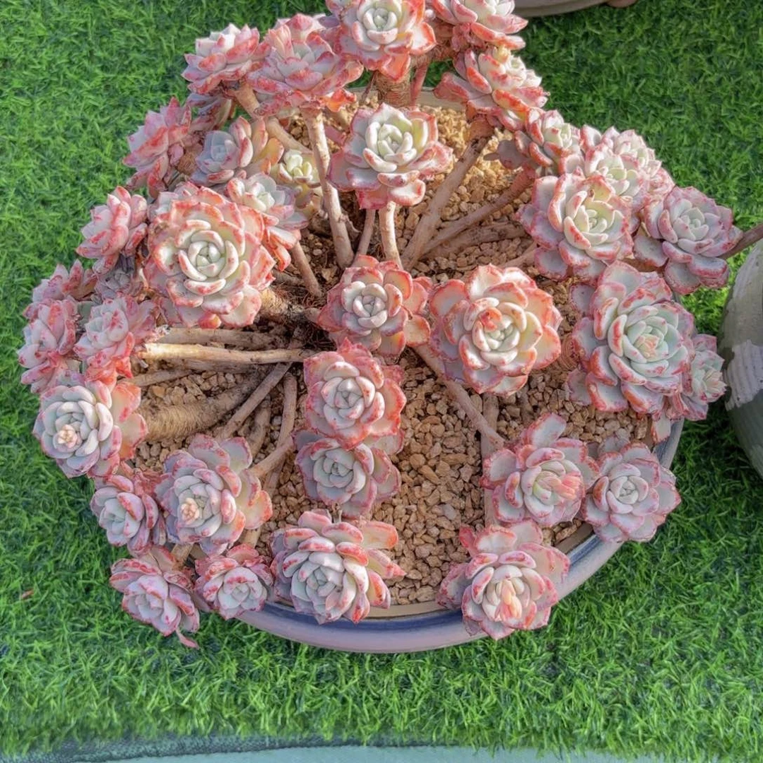 一物一拍，千山雪老桩群