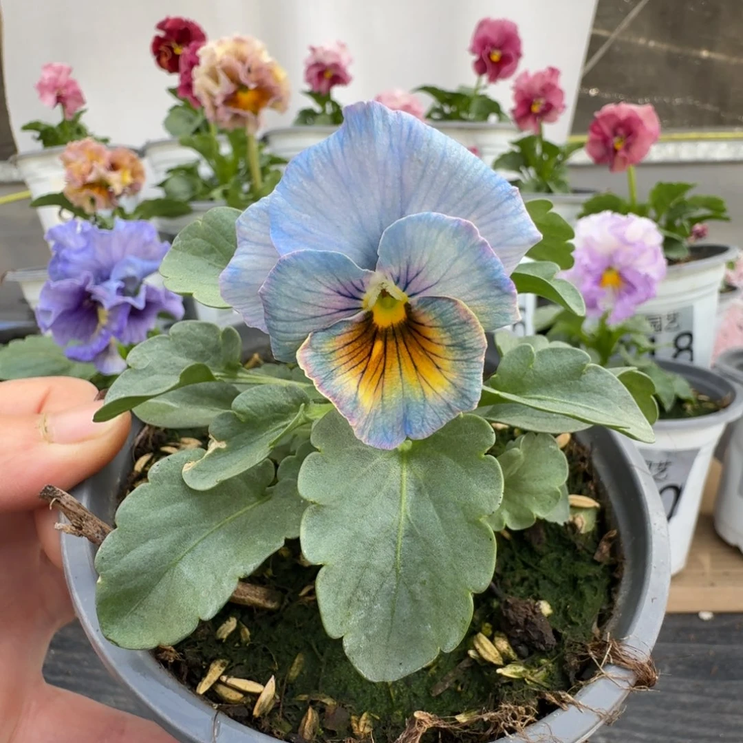 无花朵077号角堇