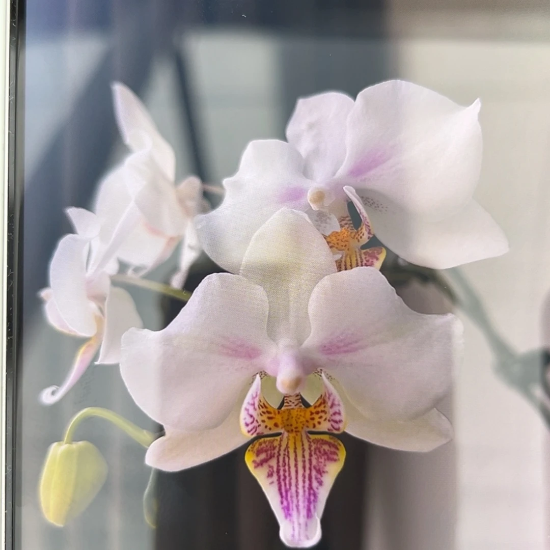 无花朵3.5寸微笑天鹅苗