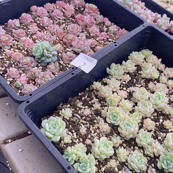 2 多肉植物盆栽花卉植物