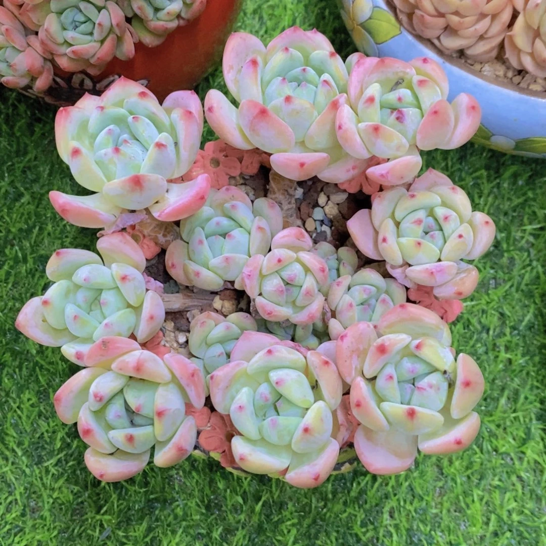 微***晴望舒 一物一拍。