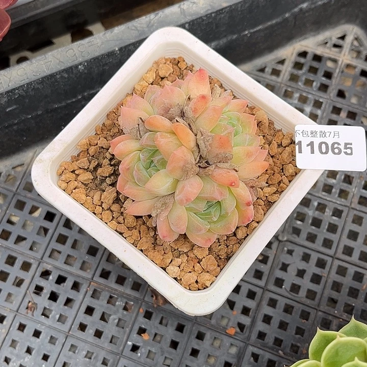 阿雅园艺。    11065厚梦