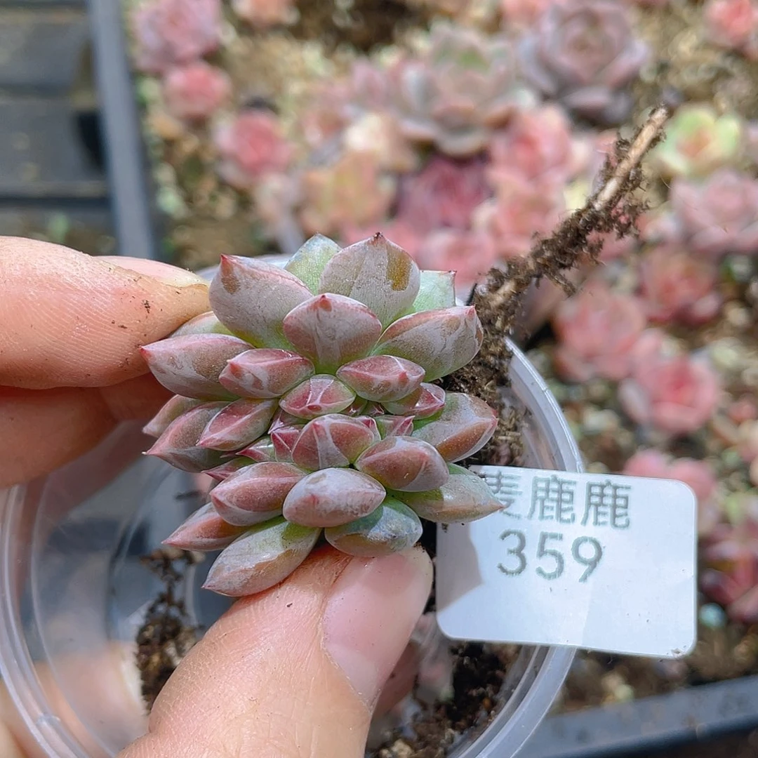 奶***酪359。 定。
