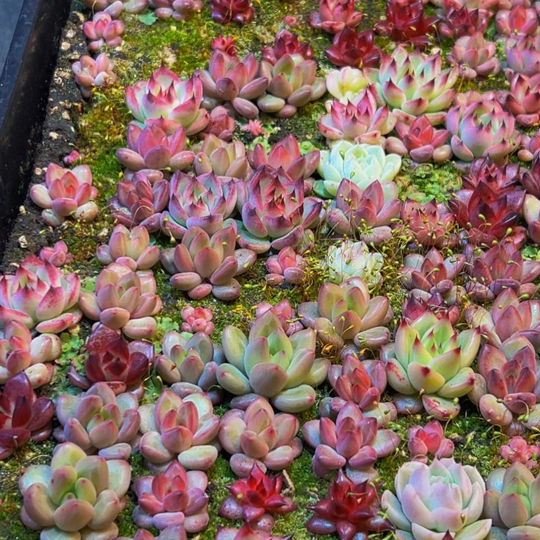 陆***安201多肉葡萄的价格是