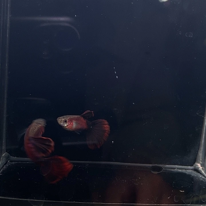 精品红木野红3公3母