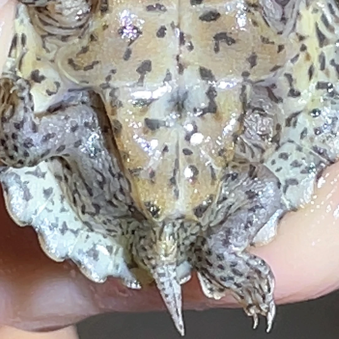 宠物龟不分公母A15全品粗满纹黑刀