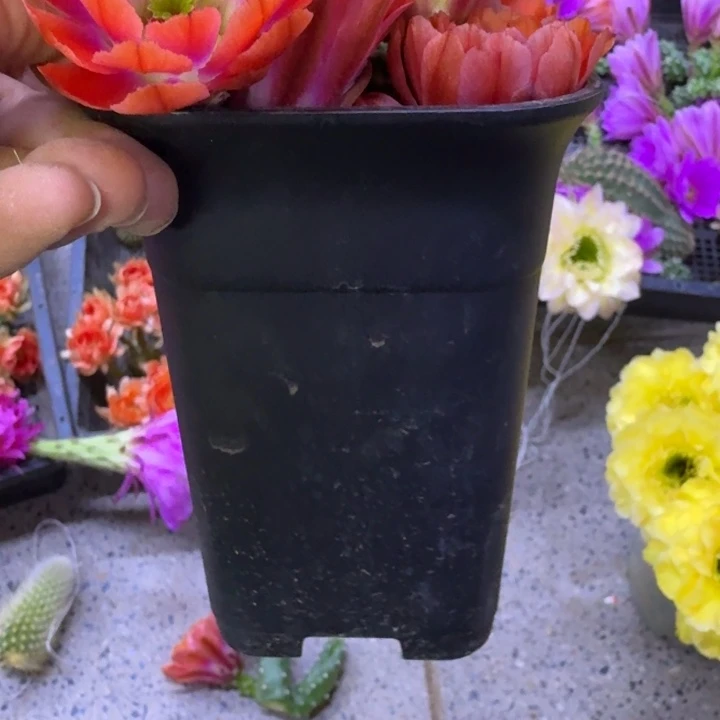 小黑盆5个无托，20包邮