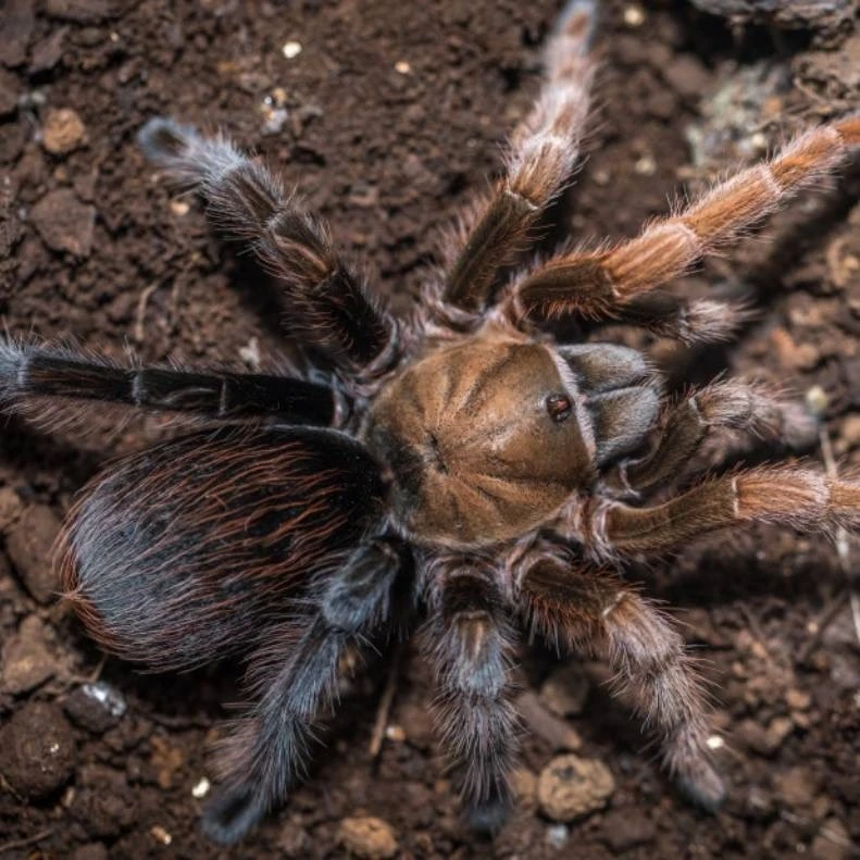 【东东】Aph属墨西哥黑钻宠物蜘蛛适合新手好养温顺可上手喂食简单