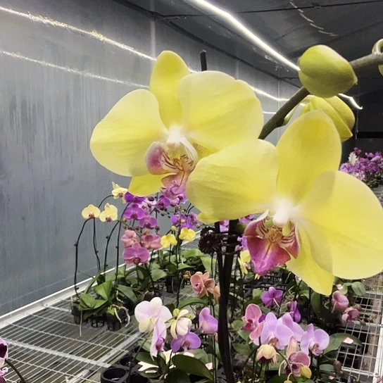 完全开放A020大花