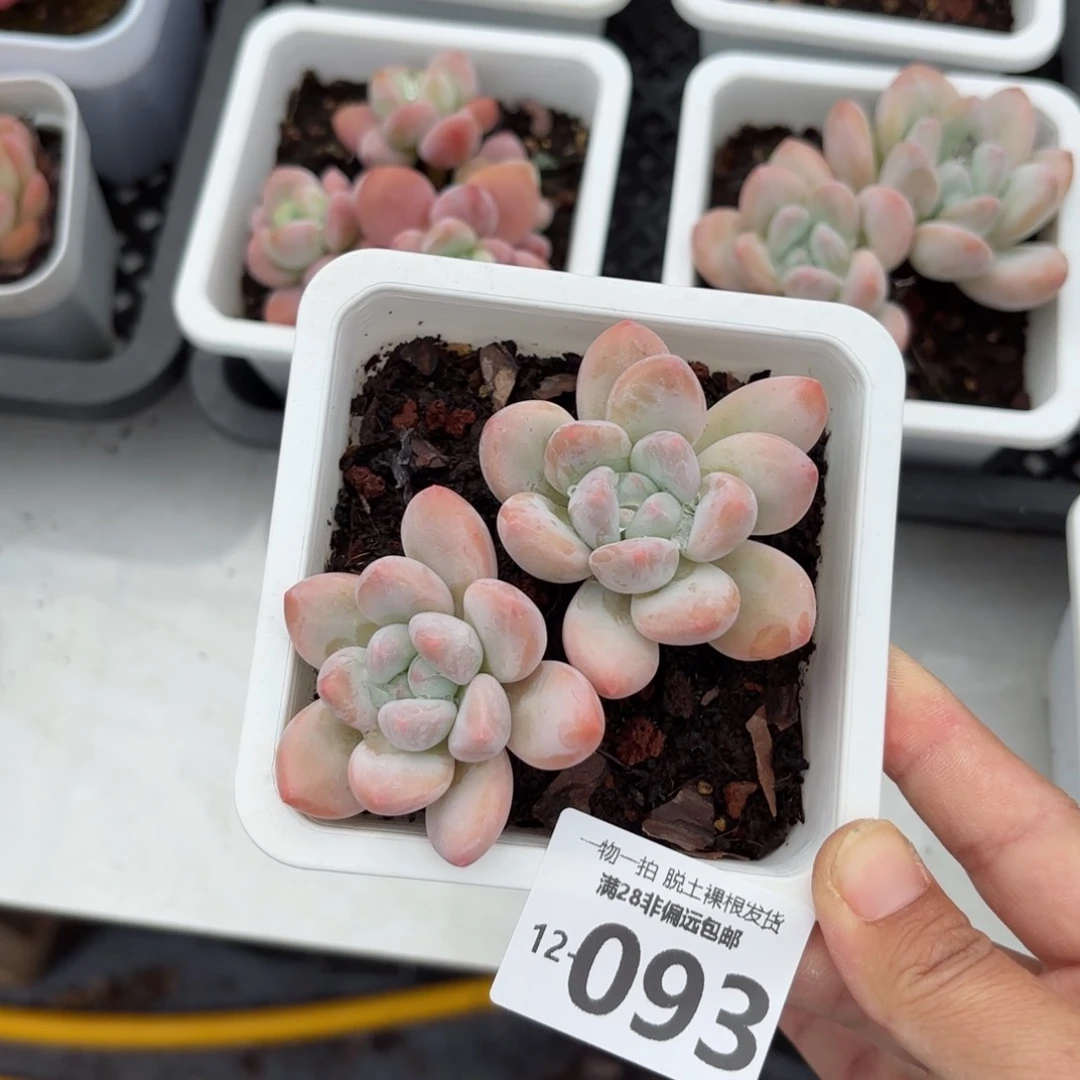 香水老桩多肉多肉多肉