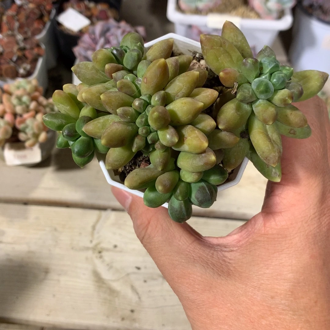 1371千代田缀化多肉一颗11厘米