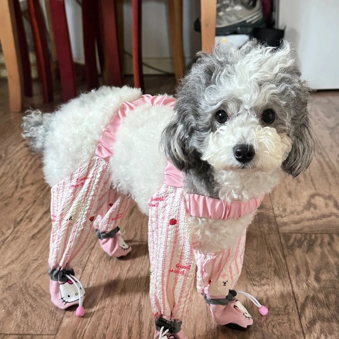 【运补6-8米】犬猫背带裤腿套防雨水踩防尿腿脏防尘连遛狗外出衣