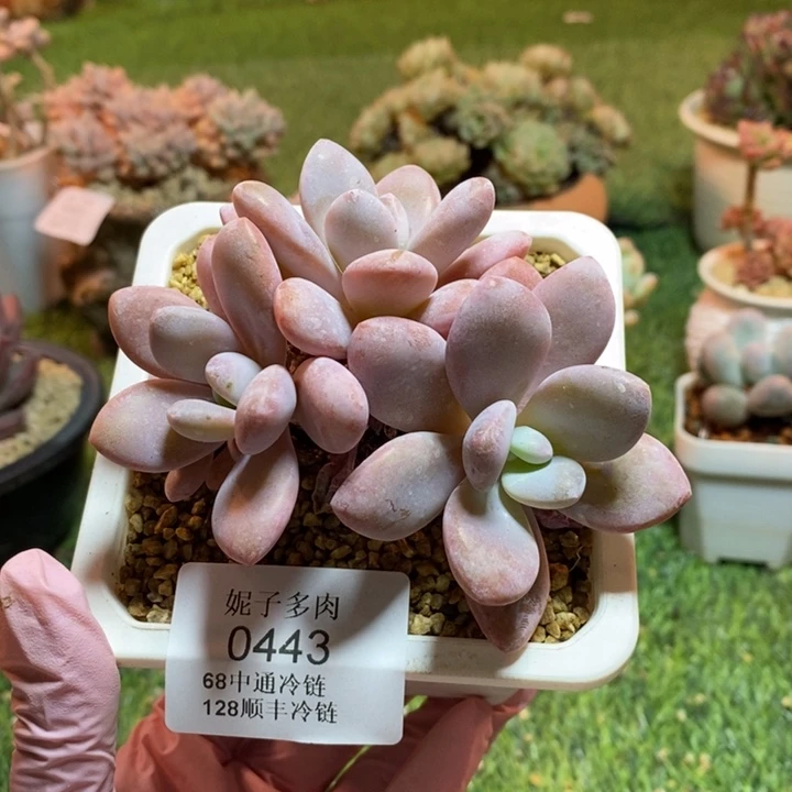 0443 不满68请拍冷链