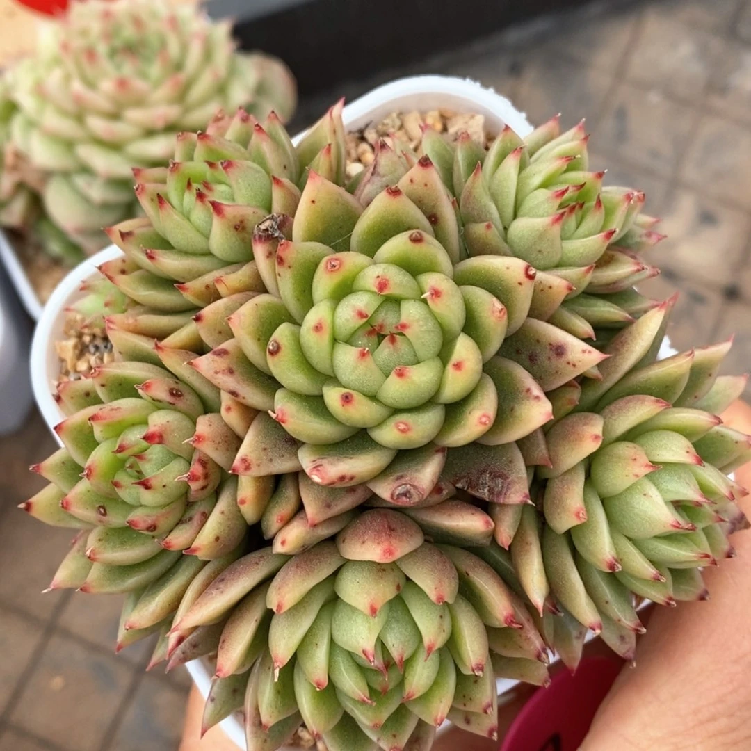 精品多肉一物一拍不包整187