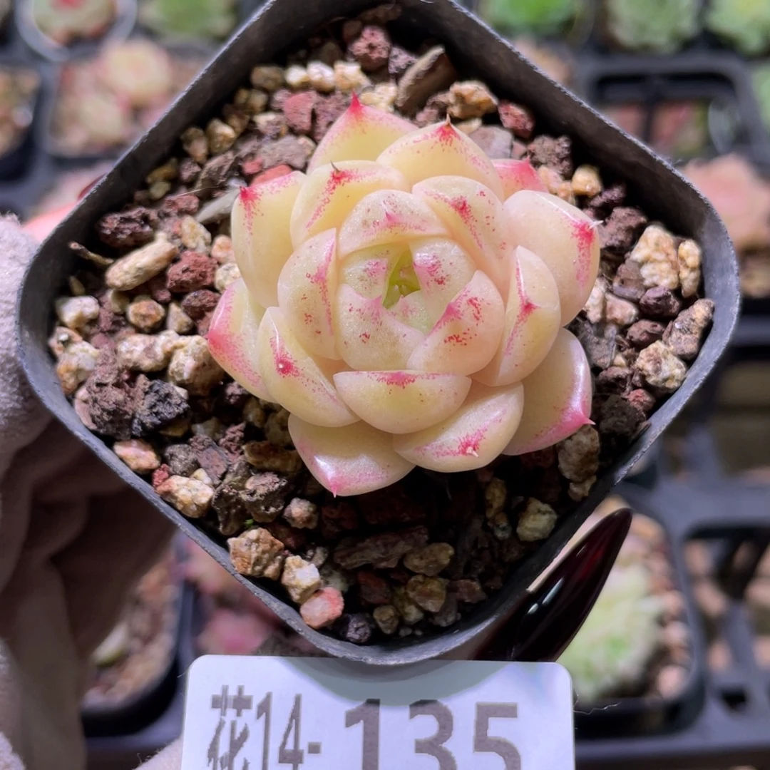 花利美14-135麦秆单头