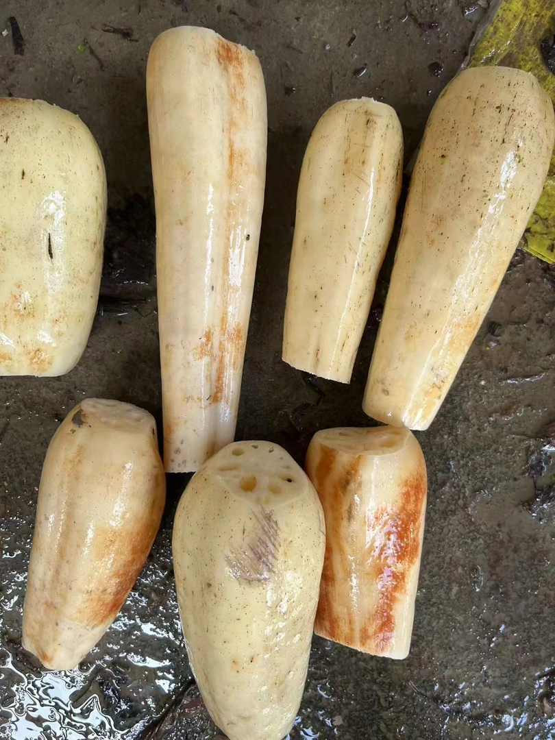 藕尾巴新鲜现挖美味健康粗粮皮薄肉厚农家种植