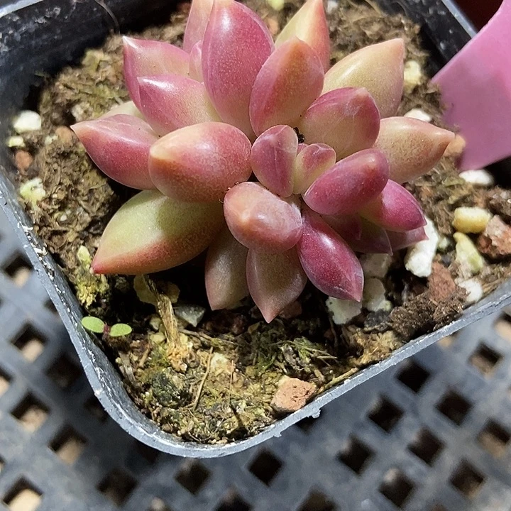 多肉植物迷雾泡泡裙936