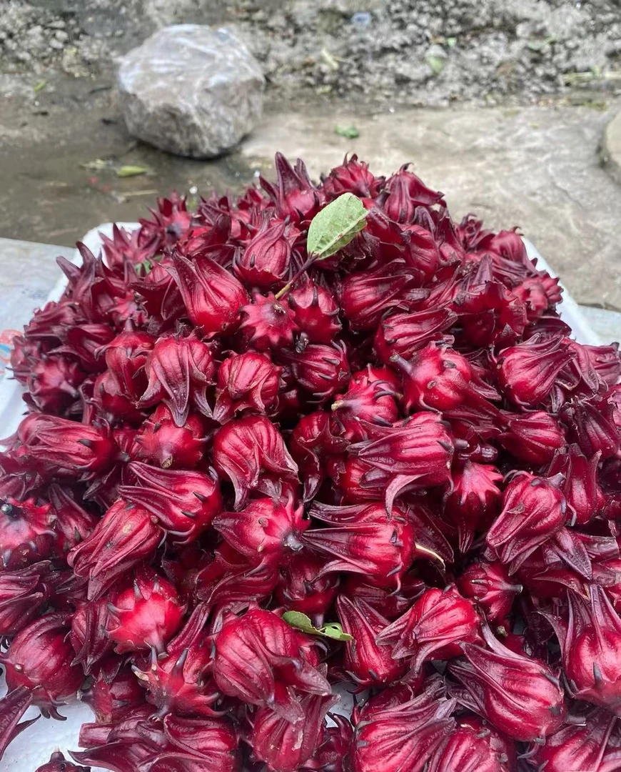 （宝玉甄选）云南高山洛神花