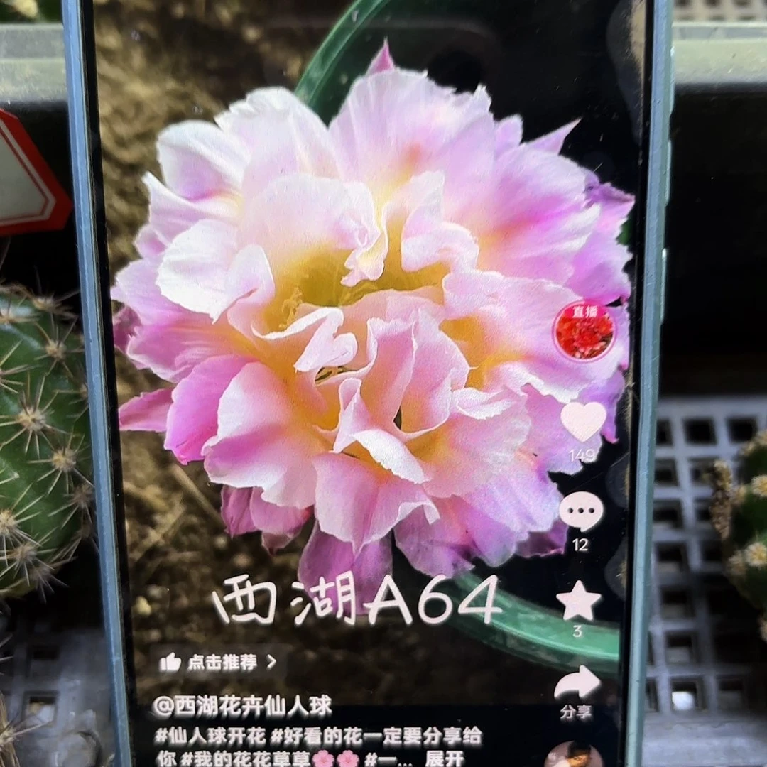 A64无根侧牙四公分38