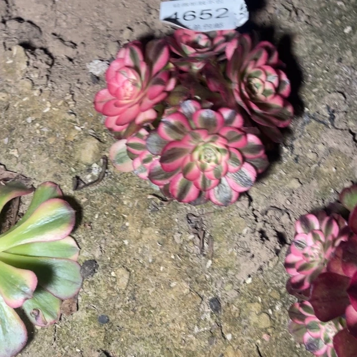 4652荔枝多肉的人多