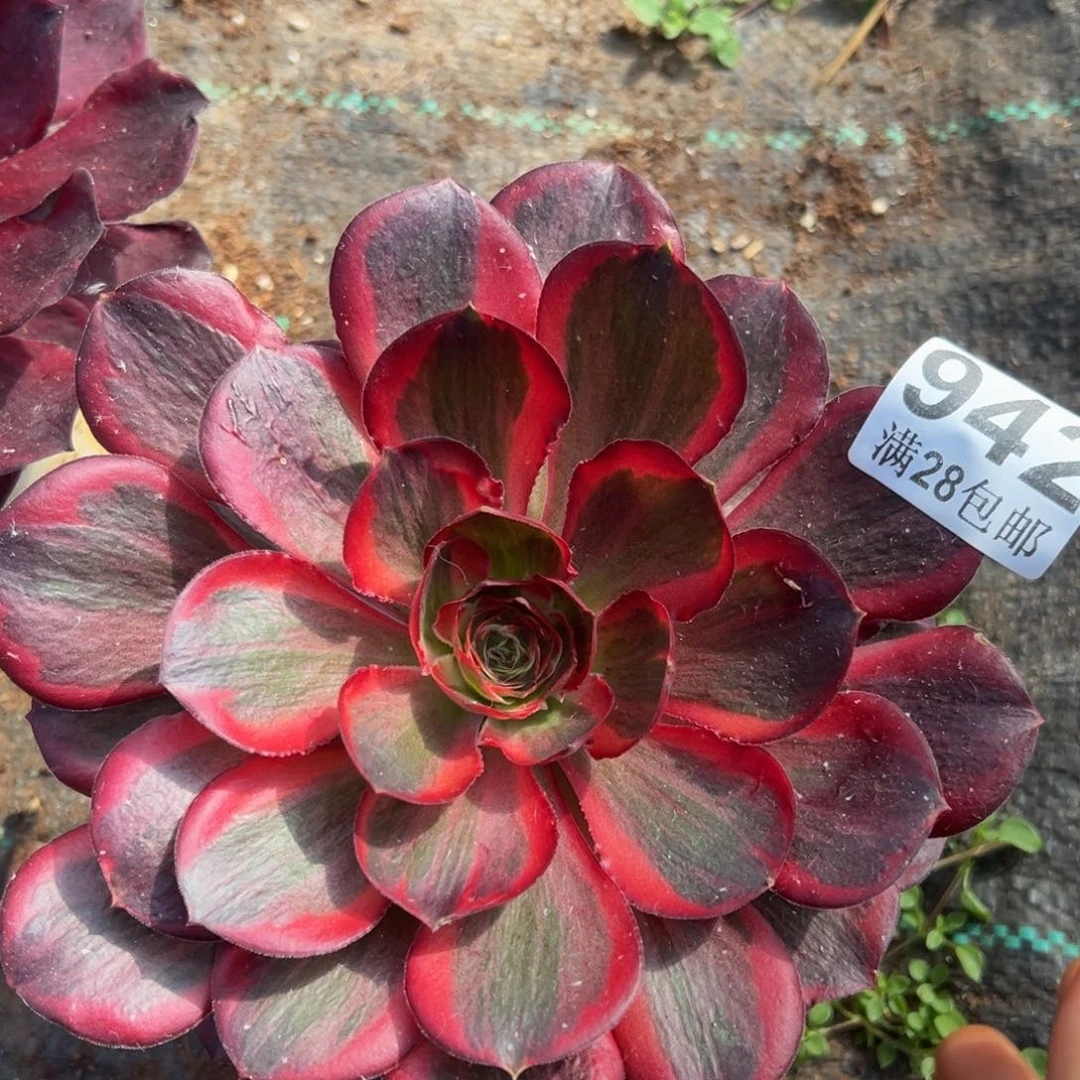 多肉植物942无售后