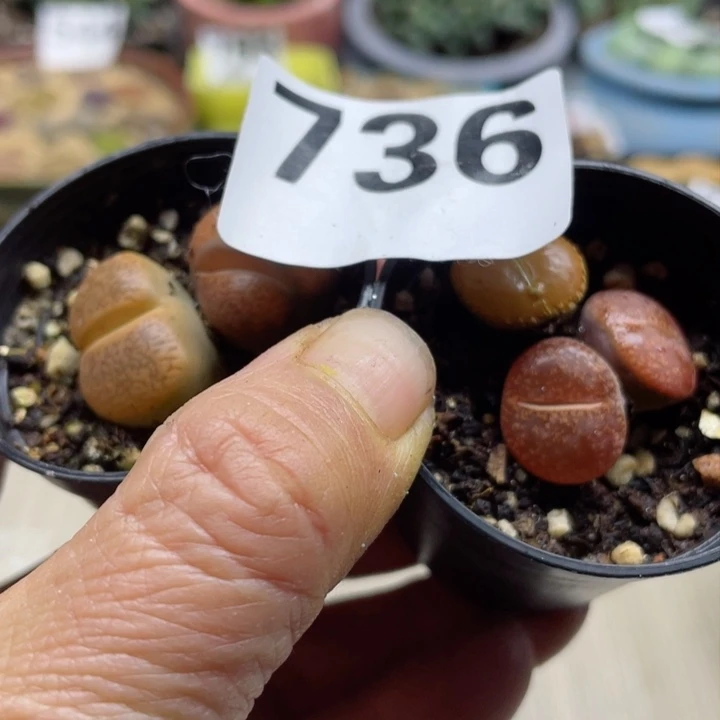 这**李736母本锦3颗带盆