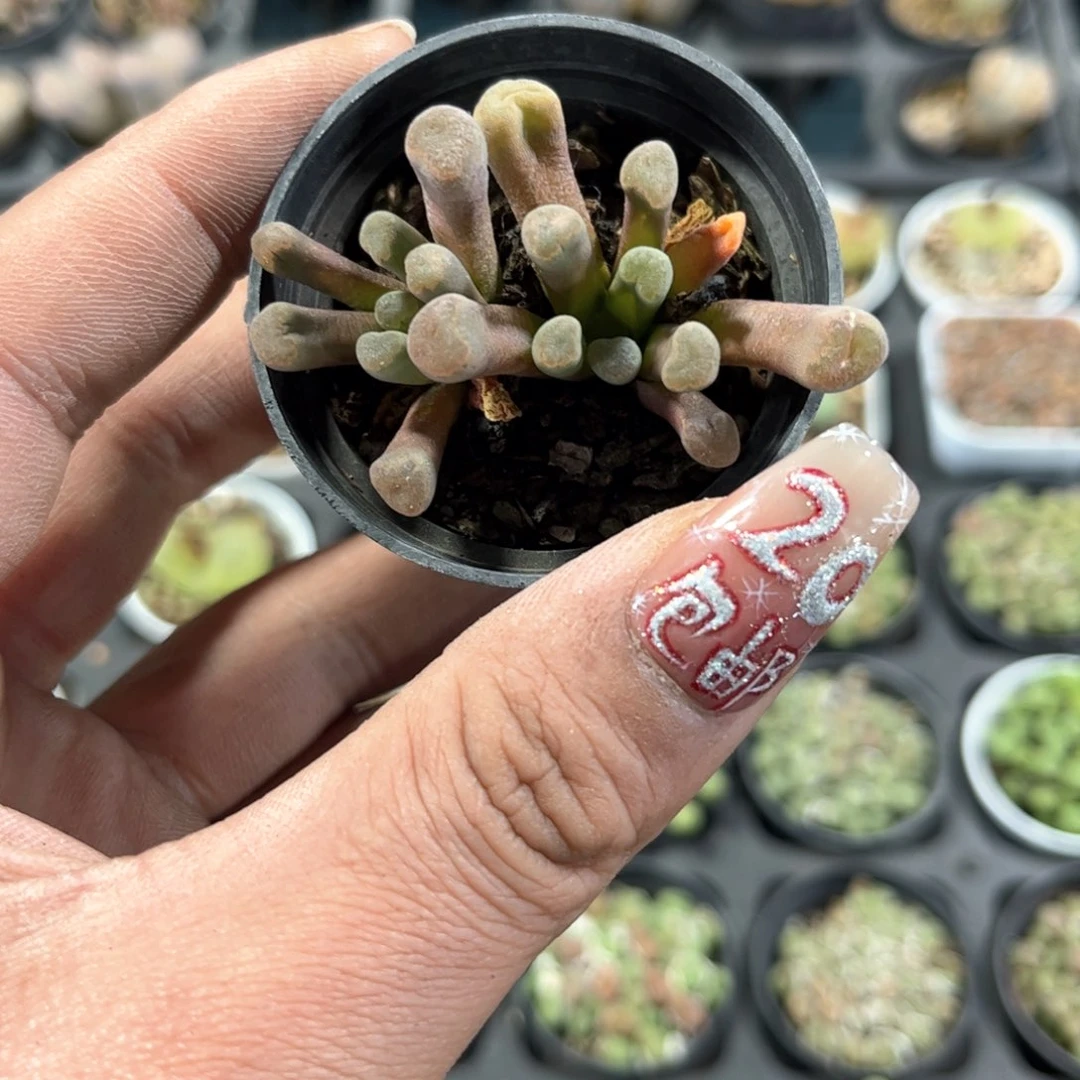 姜****g24613一物一拍单头发货