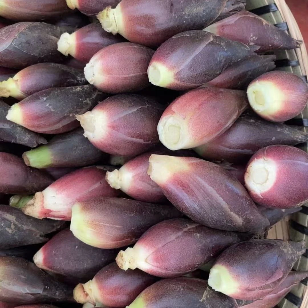 贵州农家新鲜现挖阳荷姜当季蔬菜鲜嫩脆嫩可凉拌