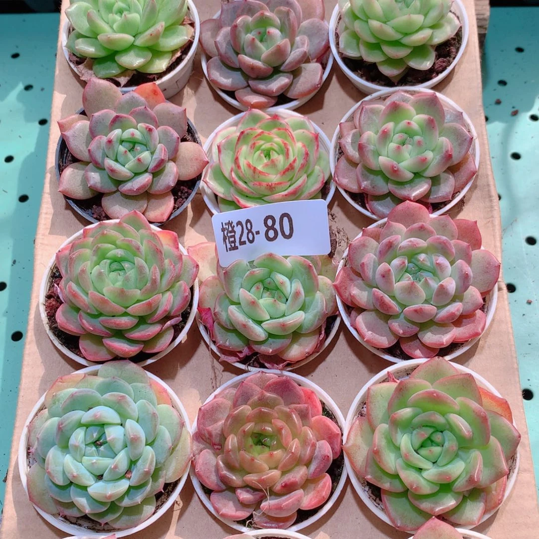 28-80一物一拍多肉带盆18颗