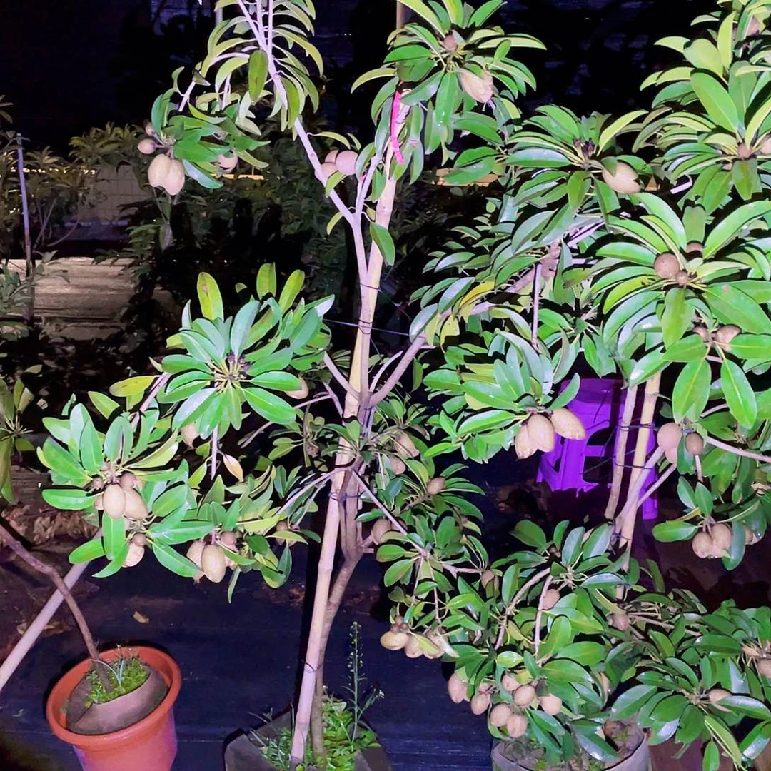 完全开放222胆固醇高高照